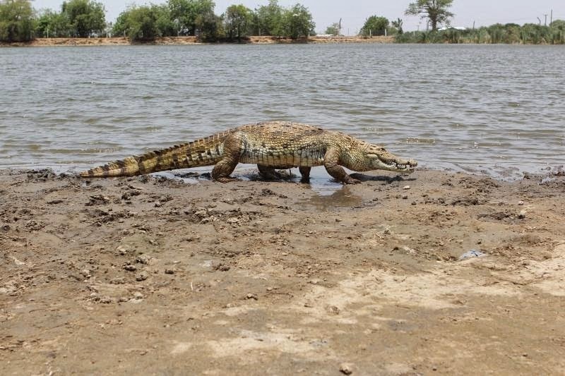 Paga Crocodile Pond – GACL
